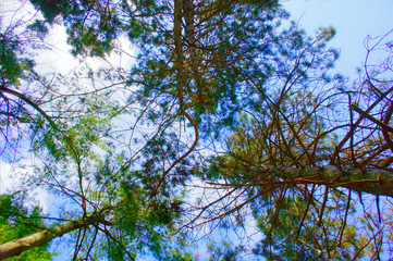 Trees in the park area of the city.