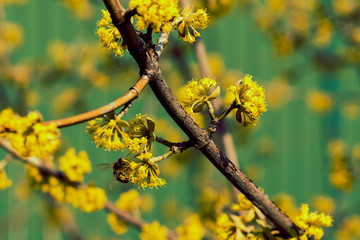 bee on a cornel tree. Yellow flowers. The concept of the arrival of spring.Honey production. . Blooming tree, close up. Honey Bee collects pollen from fruit tree. Dogwood tree in bloom