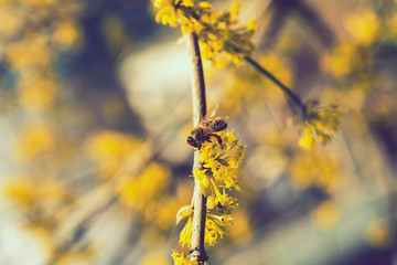 bee on a cornel tree. Yellow flowers. The concept of the arrival of spring.Honey production. . Blooming tree, close up. Honey Bee collects pollen from fruit tree. Dogwood tree in bloom