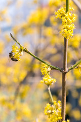 bee on a cornel tree. Yellow flowers. The concept of the arrival of spring.Honey production. . Blooming tree, close up. Honey Bee collects pollen from fruit tree. vertical photo