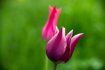 Nice color tulip flowers after the spring rain nature flora