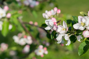 Honey bee pollinating apple blossom. The Apple tree blooms. honey bee collects nectar on the flowers apple trees. Bee sitting on an apple blossom. Spring flowers