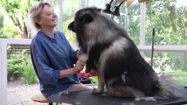 Smiling and happy professional groomer woman is trimming cute Wolf Spitz Dog. The dog is sitting on the adjustable hydraulic grooming table.