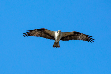 osprey in flight