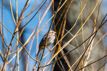 sparrow on a branch