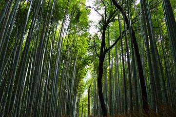 Fototapeta premium Kyoto, Japan