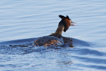 dog running in water