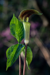 Jack in Pulpit