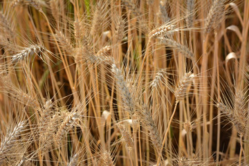Closeup of ears of golden wheat on the field