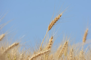 Closeup of ears of golden wheat on the field