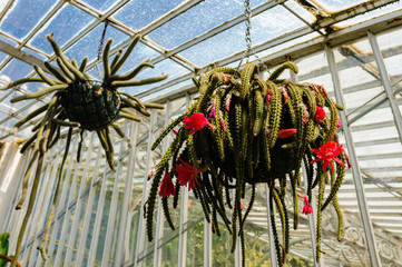 Cacti hanging inside the Palm House in Botanic Gardens, Belfast