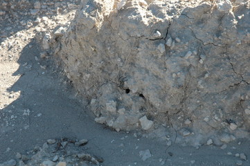 Wolfsspinne in Anatolien Türkei