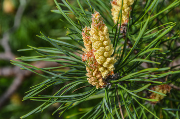 pine cone on a branch