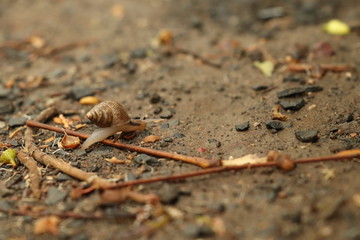 SNAIL TRAVELLING....