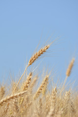 Closeup of ears of golden wheat on the field