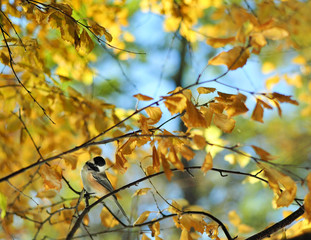 Black Capped Chickadee hiding in the beautiful yellow colored leaves of Autumn