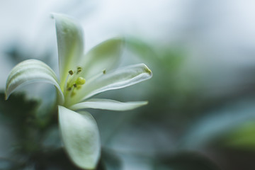 .White flowers of paniculata muraya. Murraya bloom. Indoor, ornamental plant.