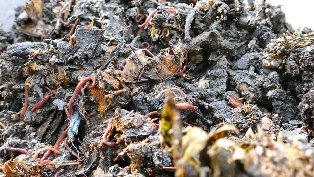 Biodiversity of soil production - humus produced by decomposition of leaves and other plant materials by microorganisms, common earth worms (Lumbricus terrestris), common pill-bugs and ants, UHD.