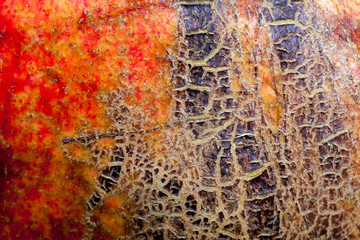 red pomegranate seeds