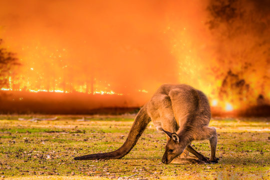 Kangaroo Island, Australia, South Australia- 2019: Kangaroo in the Australian bush during the bushfire.