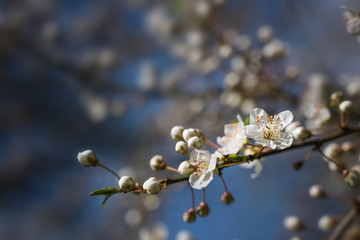 White flowers on a branch of the cherry plum tree (Prunus cerasifera), early blossoms in spring and Easter time against a blue sky, copy space