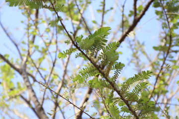 Indian Gooseberry