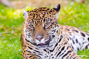 Portrait of an adult spotted female jaguar