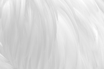 white and light gray feathers create a soft background