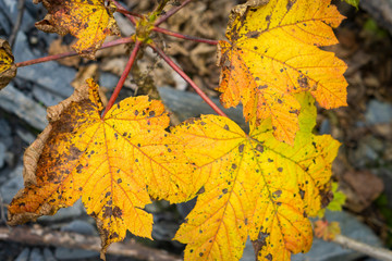 maple leaves in autumn