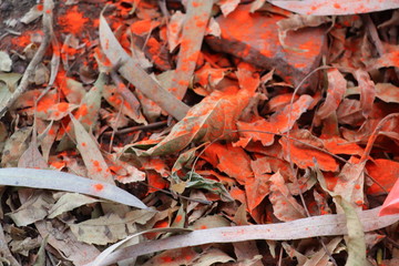 CRUNCHY LEAF WITH RED HOLI COLOR