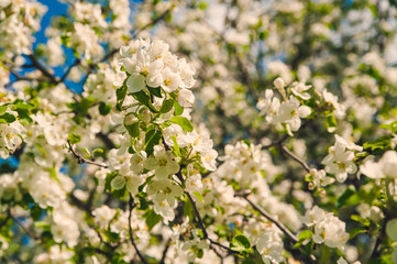 Flowering apple tree on a sunny day
