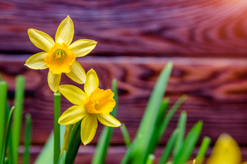 Fototapeta premium A branch of yellow orchids on a brown wooden background