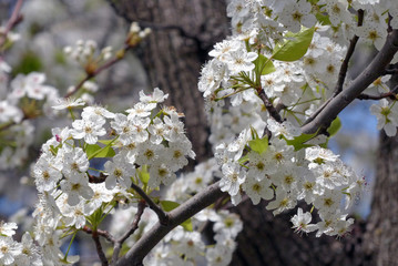 flowering pear with yellow green leaves 