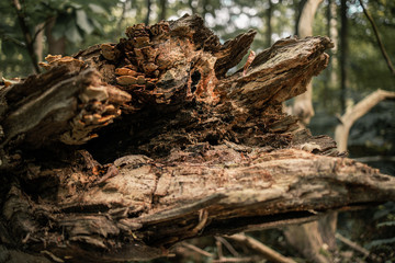 Fallen tree