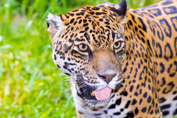 Portrait of an adult spotted female jaguar