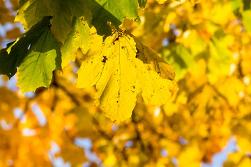 foliage autumn