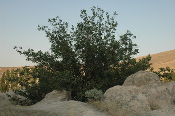 Maulbeerbaum im Schlucht