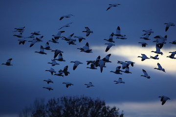 Snow geese  Bosque Del Apache National Wildlife Refuge, New Mexico USA
