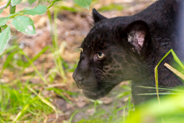 Young black jaguar cub in the green © belizar