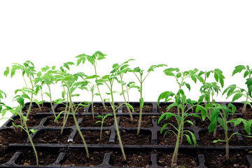 Young green plant. Tomato plants in a pot isolated on a white background. Seedlings of tomatoes. Growing.Green sprouts of tomatoes.