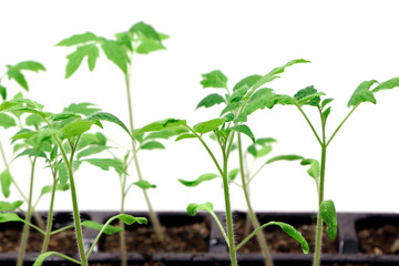 Young green plant. Seedlings of tomatoes. Growing.Green sprouts of tomatoes.