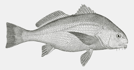 Adult black drum, pogonias cromis, a fish from the Western Atlantic Ocean in side view