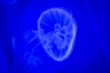portrait of a captive jellyfish in its habitat at the Genoa aquarium