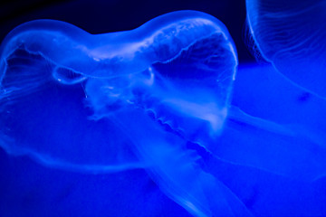 portrait of a captive jellyfish in its habitat at the Genoa aquarium