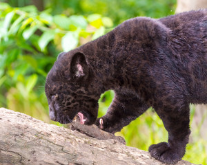 Young black jaguar cub is playing with a branch