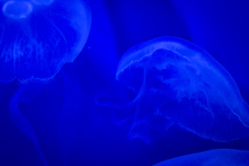 portrait of a captive jellyfish in its habitat at the Genoa aquarium