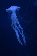 portrait of a captive jellyfish in its habitat at the Genoa aquarium