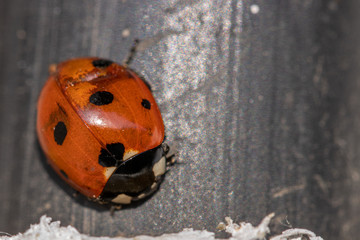 one red ladybird sitting on a black background