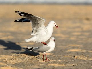 Seagulls on the beach, Bondi Beach Australia