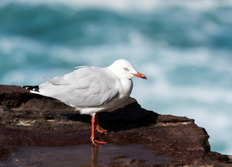 Seagulls on the beach, Bondi Beach Australia
